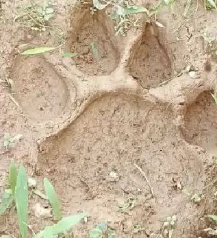 Suspected Tiger Movement Along Koraput Border Puts Villagers on Alert